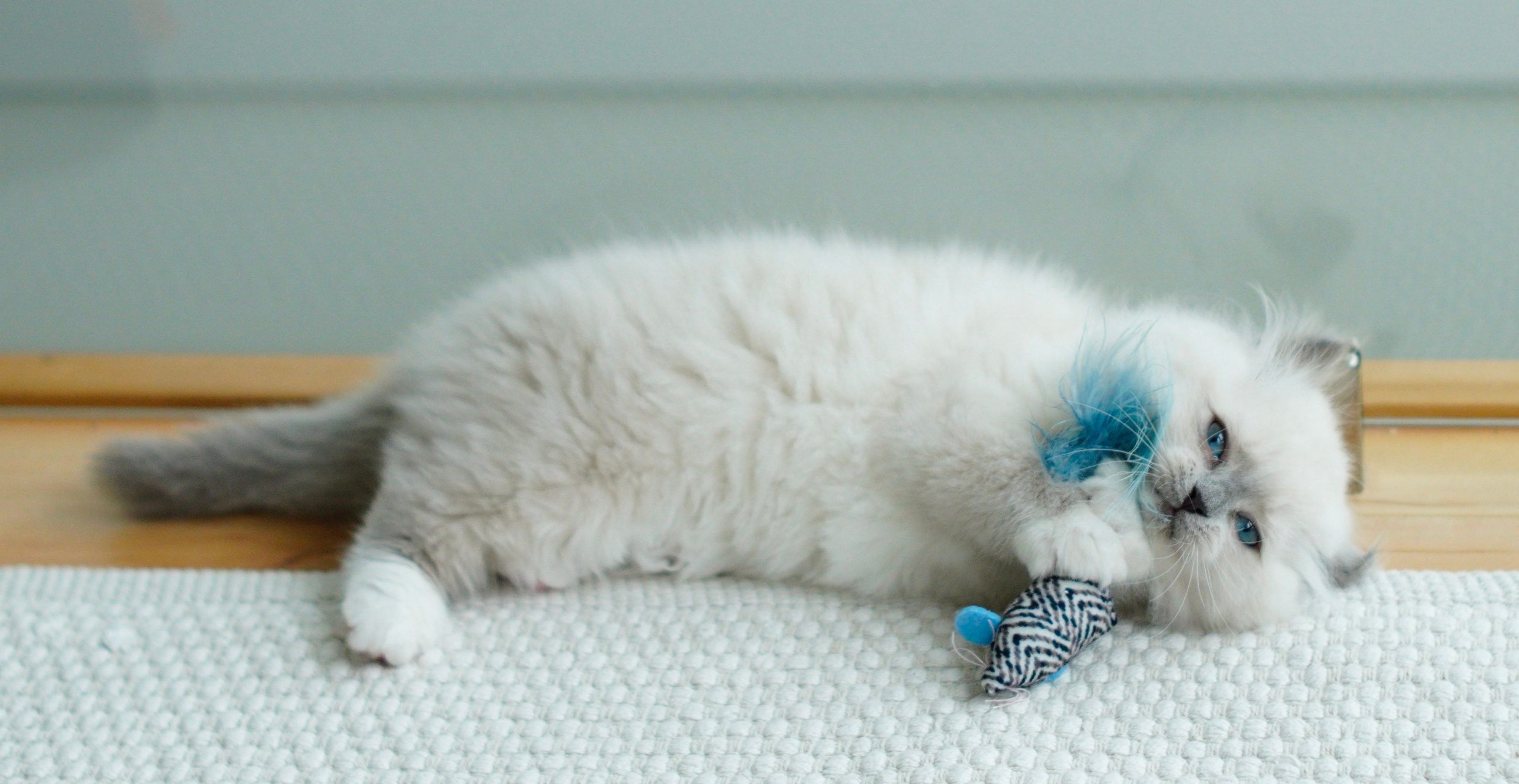 Dénichez les jouets pour votre chat sur catapart.fr
