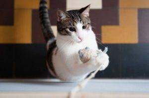 Dénichez les jouets pour votre chat sur catapart.fr